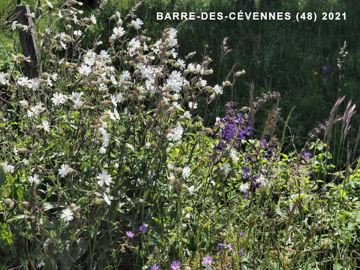 Campion, White plant